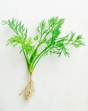 Fresh dill, green dill root and leaf, isolated on white background Stock Photos