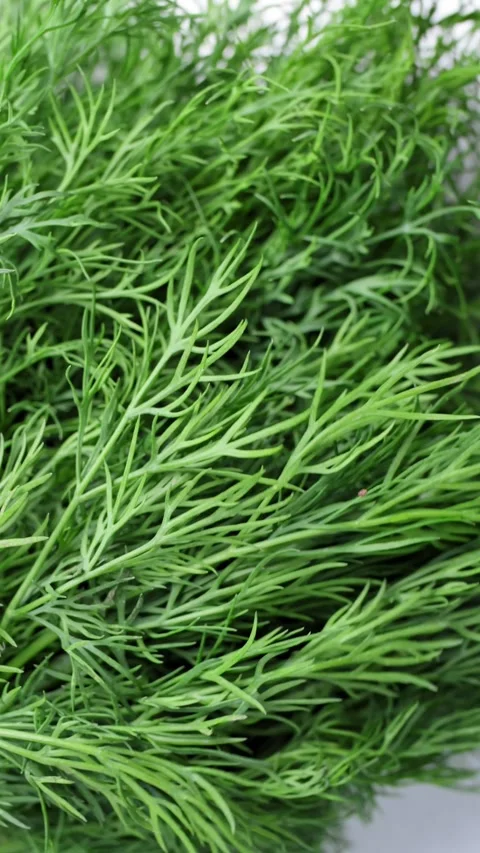 Fresh dill greenery dominates composition with botanical detail. Healthy greens Stock Footage 340323771