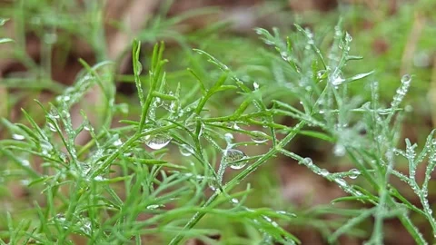 Fresh dill growing on the vegetable bed with dew drop. Stock Footage 305371286