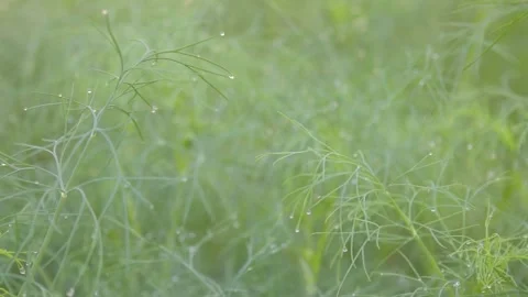 Fresh Dill Herb With Dew Droplets Macro Nature Stock Footage 329010522