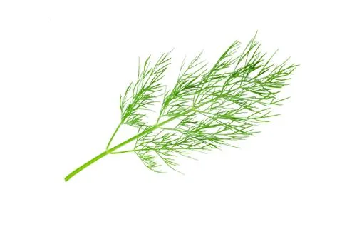 Fresh dill isolated Stock Photos