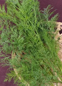 Fresh dill on the kitchen table Stock Photos