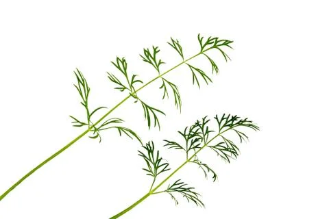 Fresh dill Stock Photos