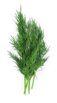 Fresh dill Stock Photos