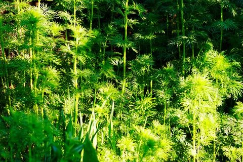 Fresh dill Stock Photos