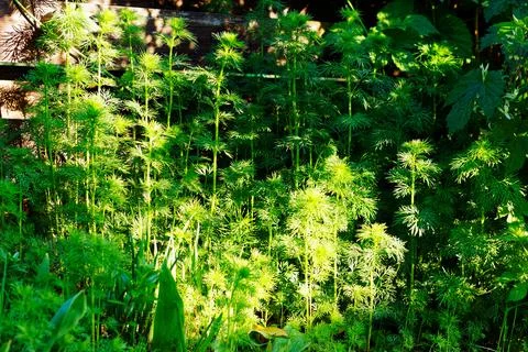 Fresh dill Stock Photos