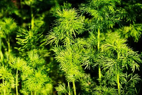 Fresh dill Stock Photos
