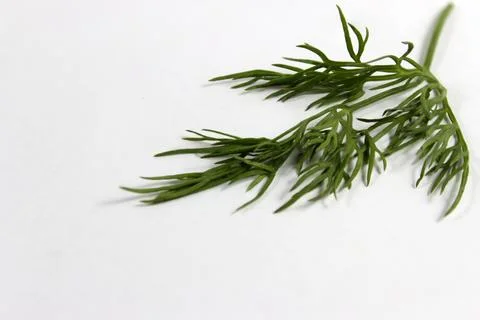 Fresh dill Stock Photos