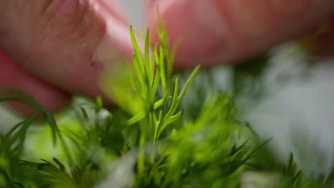 Fresh dill picked up in slowmo 100 FPS Video stock 274898911