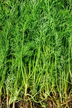 Fresh Dill with Roots Stock Photos