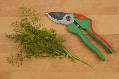 Fresh dill sprigs Stock Photos