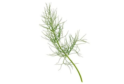 Fresh Dill Stem Isolated on White Stock Photos