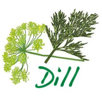 Fresh dill vector Stock Illustration