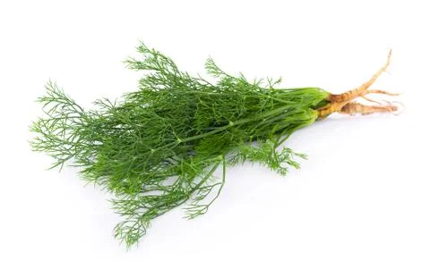 Fresh dill on white background Фото