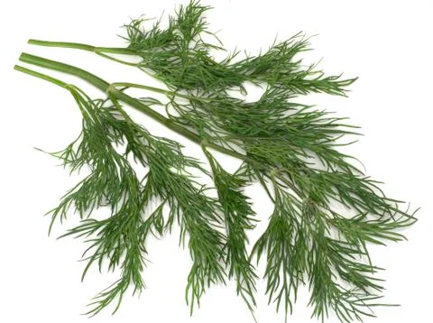 Fresh dill on white background Stock Photos
