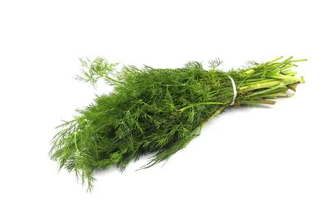 Fresh dill on white background,object isolated on white background Stock Photos
