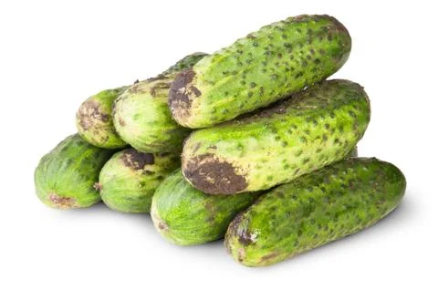 Fresh dirty cucumbers Stock Photos