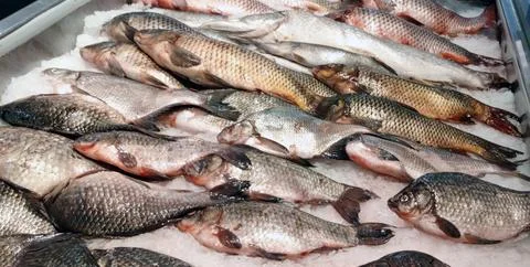 A fresh display of various types of whole fish, arranged on a bed of crushe.. Stock Photos
