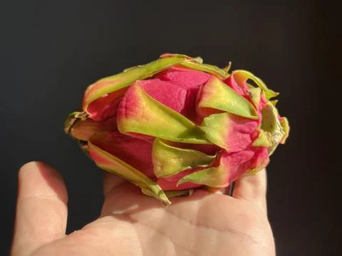 Fresh Dragon Fruit In The Hand Stock-Fotos