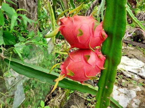 Fresh dragon fruit on a tree Stock Photos