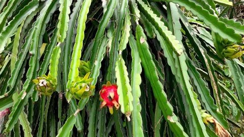 Fresh dragon fruit on a tree Stock Photos