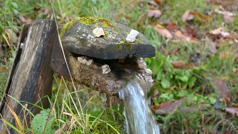 Fresh drinking water flows through hollow wooden trunk shaped like a crocodile Stock Footage 142882785