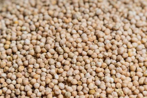 Fresh dry chickpeas Stock Photos