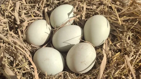 Fresh Duck Eggs on Dried Straw Stock Footage 316106583