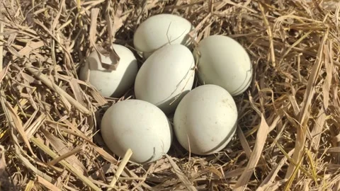 Fresh Duck Eggs on Dried Straw Stock Footage 316106587