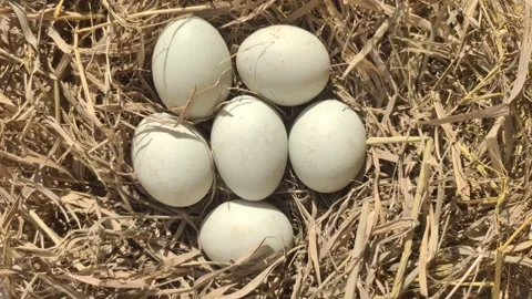 Fresh Duck Eggs on Dried Straw Stock Footage 316106593