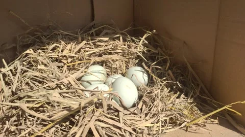 Fresh Duck Eggs on A Nest inside A Coop. Stock Footage 316106483
