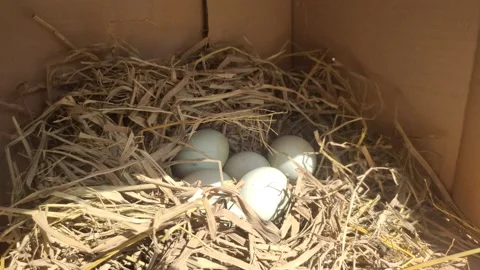 Fresh Duck Eggs on A Nest inside A Coop. Stock Footage 316106515