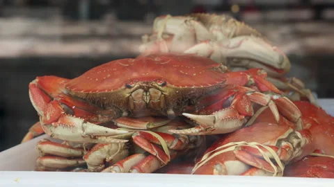 Fresh Dungeness Crab Stock Footage 184450760