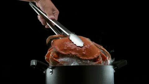 Fresh Dungeness Crab pulled from boiling pot in slow motion.  Shot with Phantom Stock Footage 162845197