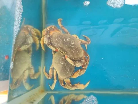 Fresh dungeness crabs in a blue saltwater tank Stock Photos