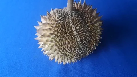 Fresh durian fruit with blue table background. Scientific name: Durio zibethinus Stock Footage 101880291