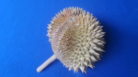 Fresh durian fruit with blue table background. Scientific name: Durio zibethinus Stock Footage 101880387