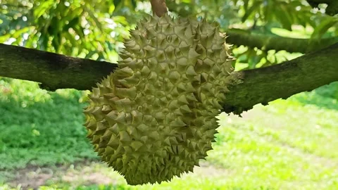 Fresh durian fruit hanging on the tree branch in an orchard. Stock Footage 340715182
