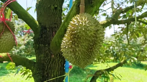 Fresh durian fruit hanging on the tree in organic orchard. Stock Footage 340715194