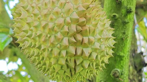 Fresh durian fruit hanging on the tree. Video stock 340716089
