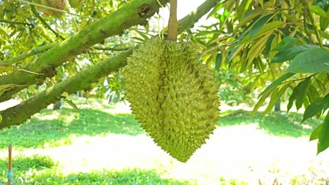 Fresh durian hanging on the tree branch in the organic orchard. Stock Footage 340719455