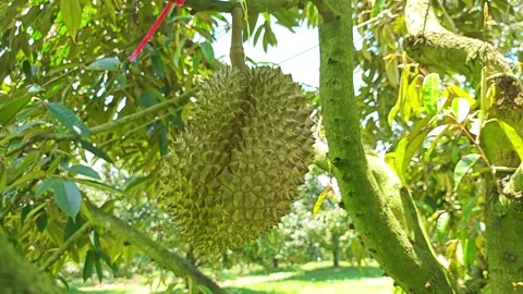 Fresh durian hanging on the tree in the organic orchard. Video stock 340719679