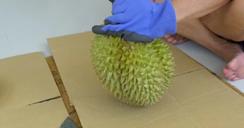 Fresh Durian Husk After Fruit Harvest With Spiky Shell Texture in Tropical Stock Footage 339818283