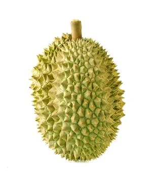 Fresh durian on isolate white background. Durian is king of tropical fruit. Stock Photos