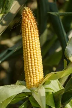 Fresh ear of corn Photos