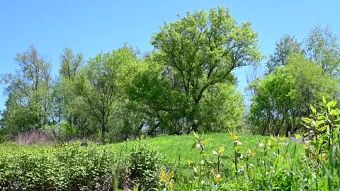 Fresh early spring blooming trees foilage, authentic seleective focus video Stock Footage 310043221