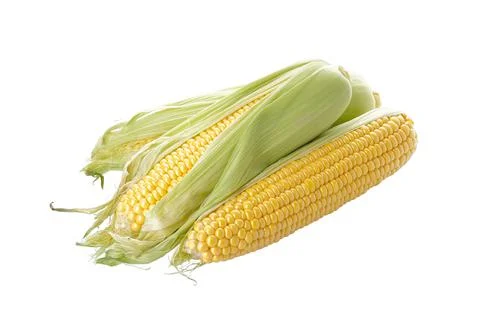 Fresh ears of corn on a white background, isolation. Stock Photos