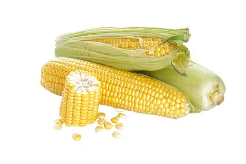 Fresh ears of corn on a white background isolation. Stock Photos