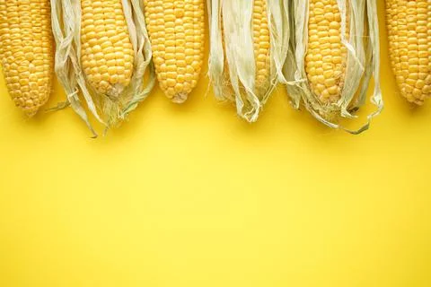 Fresh ears of corn on a yellow background. place for text. Top view. Foto stock
