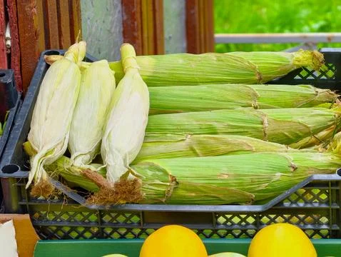 Fresh ears of sweet corn in their husks, stacked in a crate Stock Photos